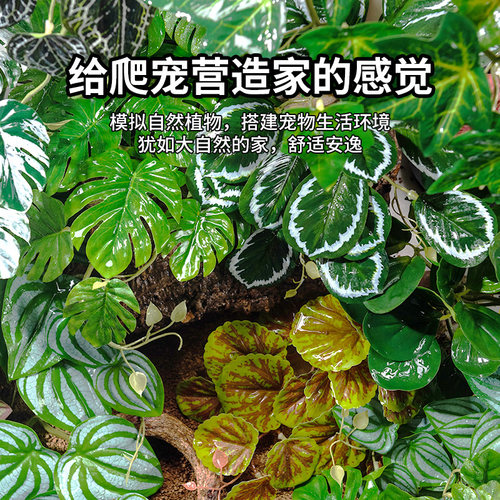 天然仿真植物躲避雨林缸造景