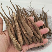 凉山甜当归干货藏当归高海拔菜土当归炖汤中药材西归独角500g 包邮