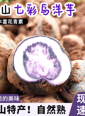 2026年凉山七彩乌洋芋新鲜土豆包邮紫色高山迷你小土豆现挖马铃薯