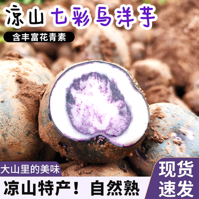 2024凉山包邮紫色七彩乌洋芋