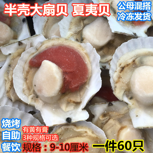 海鲜大半壳扇贝冷冻虾夷贝蒜蓉粉丝贝带黄夏夷贝烧烤商用一件60只