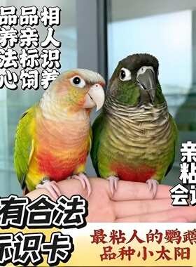手养小太阳绿颊锥尾鹦鹉凤梨黄边亲人会说话幼鸟宠物活鸟包活到家