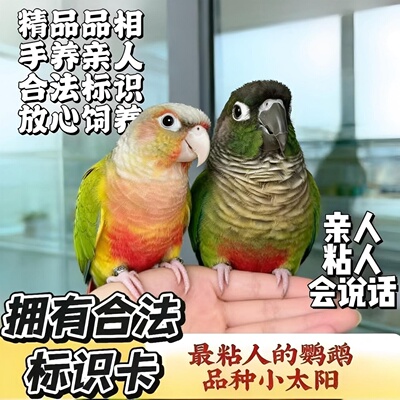 手养小太阳锥尾鹦鹉幼鸟会说话