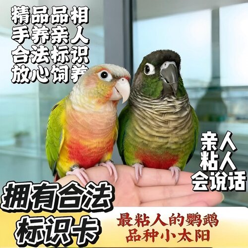 手养小太阳锥尾鹦鹉幼鸟会说话