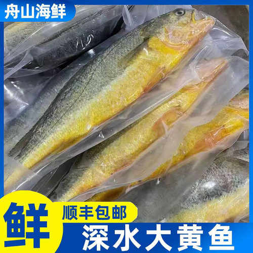 舟山新鲜生态大黄鱼冰鲜深水圈养黄花鱼东极岛黄瓜鱼 到手5条