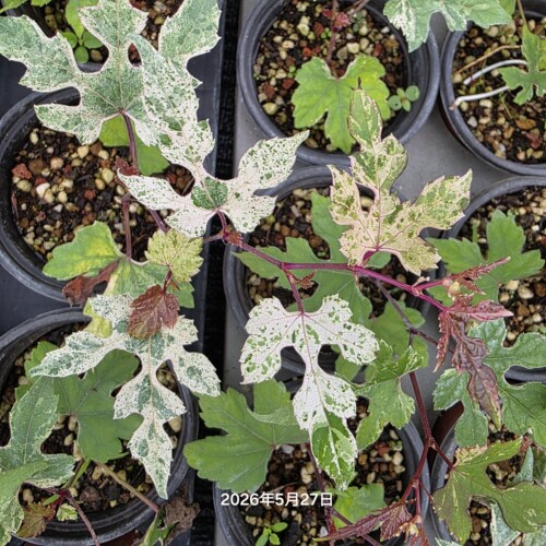 花叶葡萄 五彩葡萄进口品种 盆景素材观叶观果盆栽 原生扦插素材