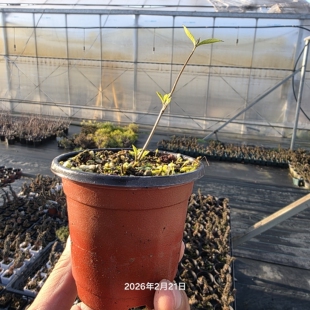 日本紫珠 紫式部 原生扦插苗