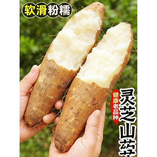 云南灵芝山药香糯滑面大根野山药淮山小白嘴山药秤砣铁棍新鲜时令