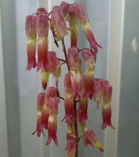 庭院阳台观花多肉类 大叶落地生根 开红色钟状花 花美易养植