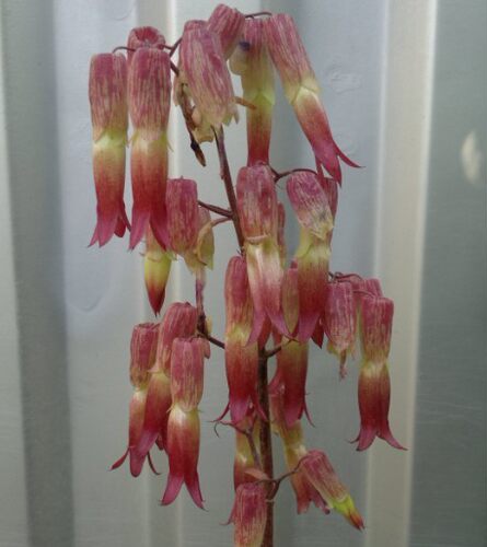 多肉类大叶落地生根钟状美易养植