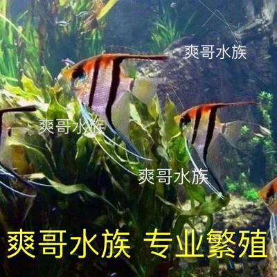 红背埃及神仙鱼魔门斯卡燕鱼活体热带鱼野生秘鲁七彩伊莎贝尔鱼