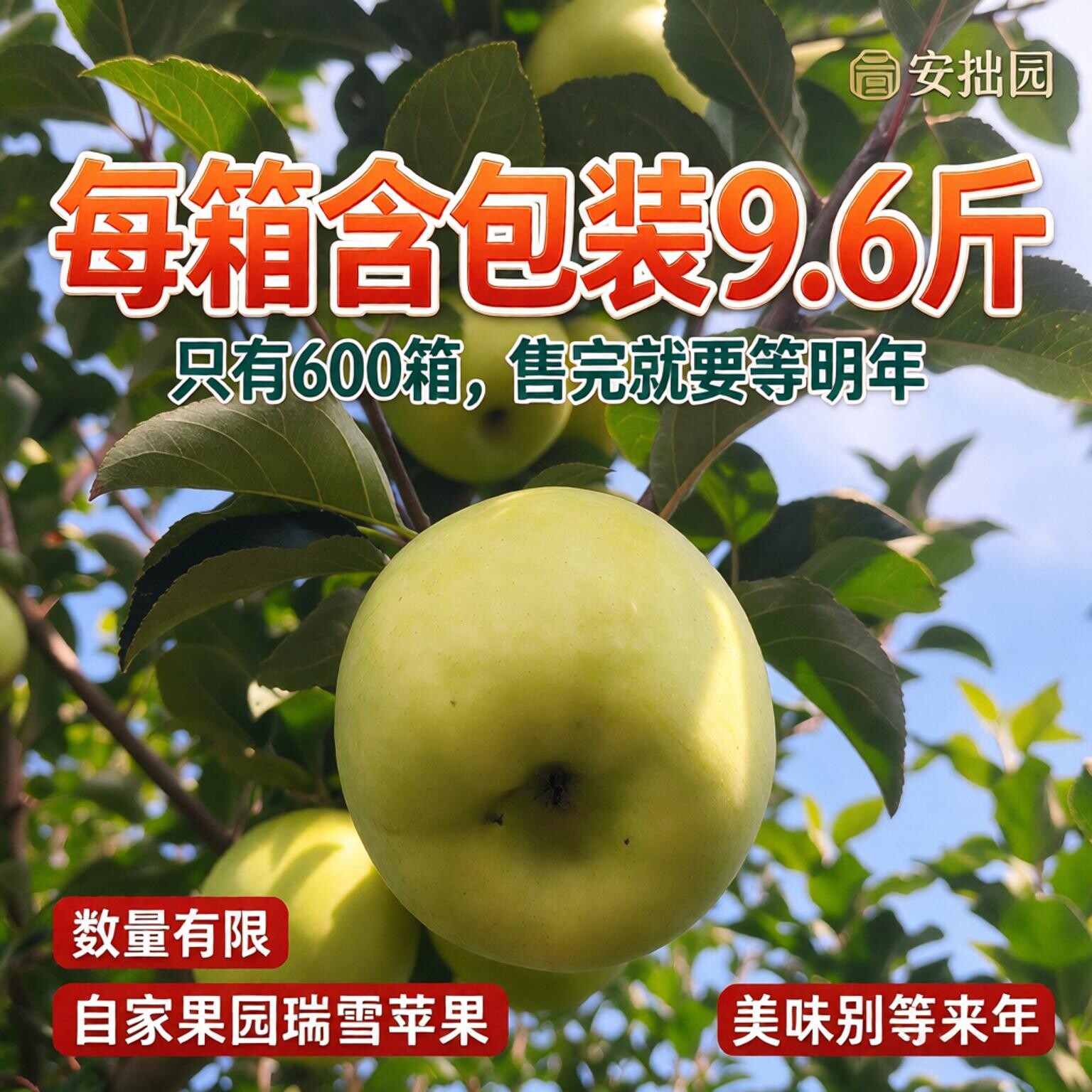 瑞雪苹果净重8.5斤青苹果纯甜 当季新鲜采摘即发 只卖自家果园