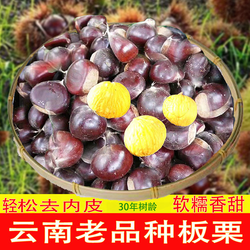 云南老树油栗子野生毛栗子