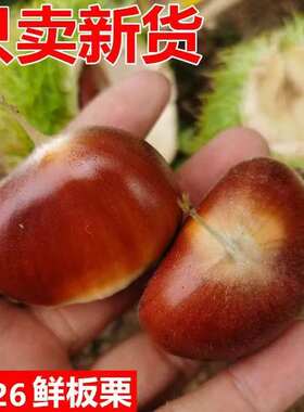 26年新鲜现摘的云南好剥皮板栗