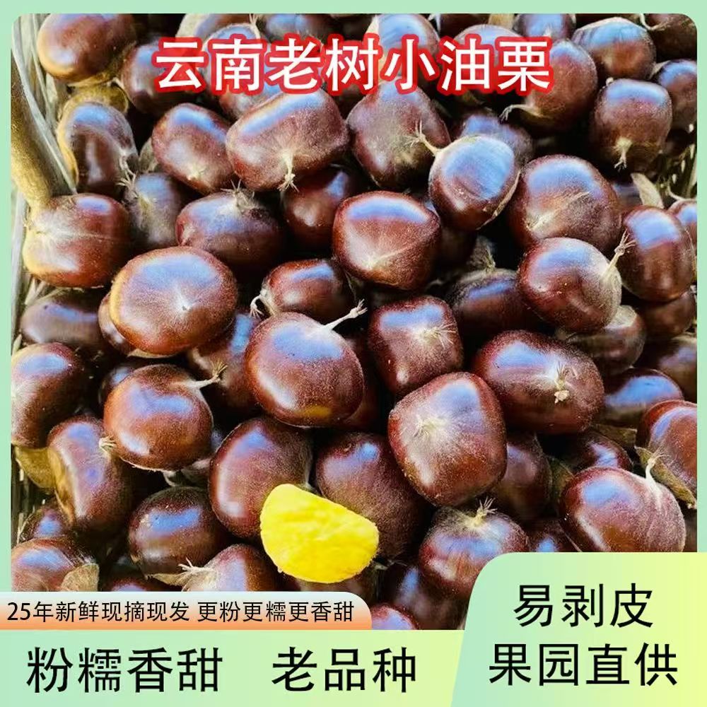 板栗2025新货云南新鲜生迁西小板栗子农家自种高山正宗油板栗现货