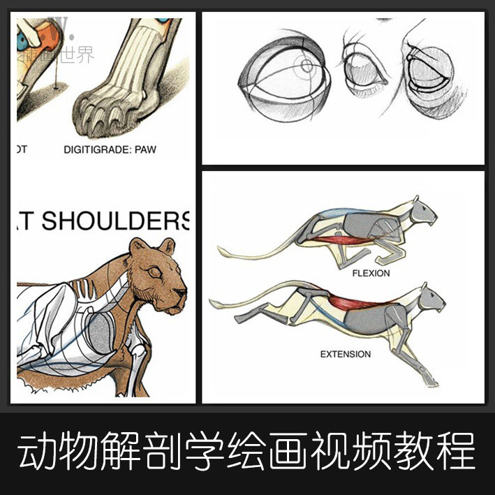 d01动物解剖学绘画视频教程 动物结构绘画写生速写教学视频素材