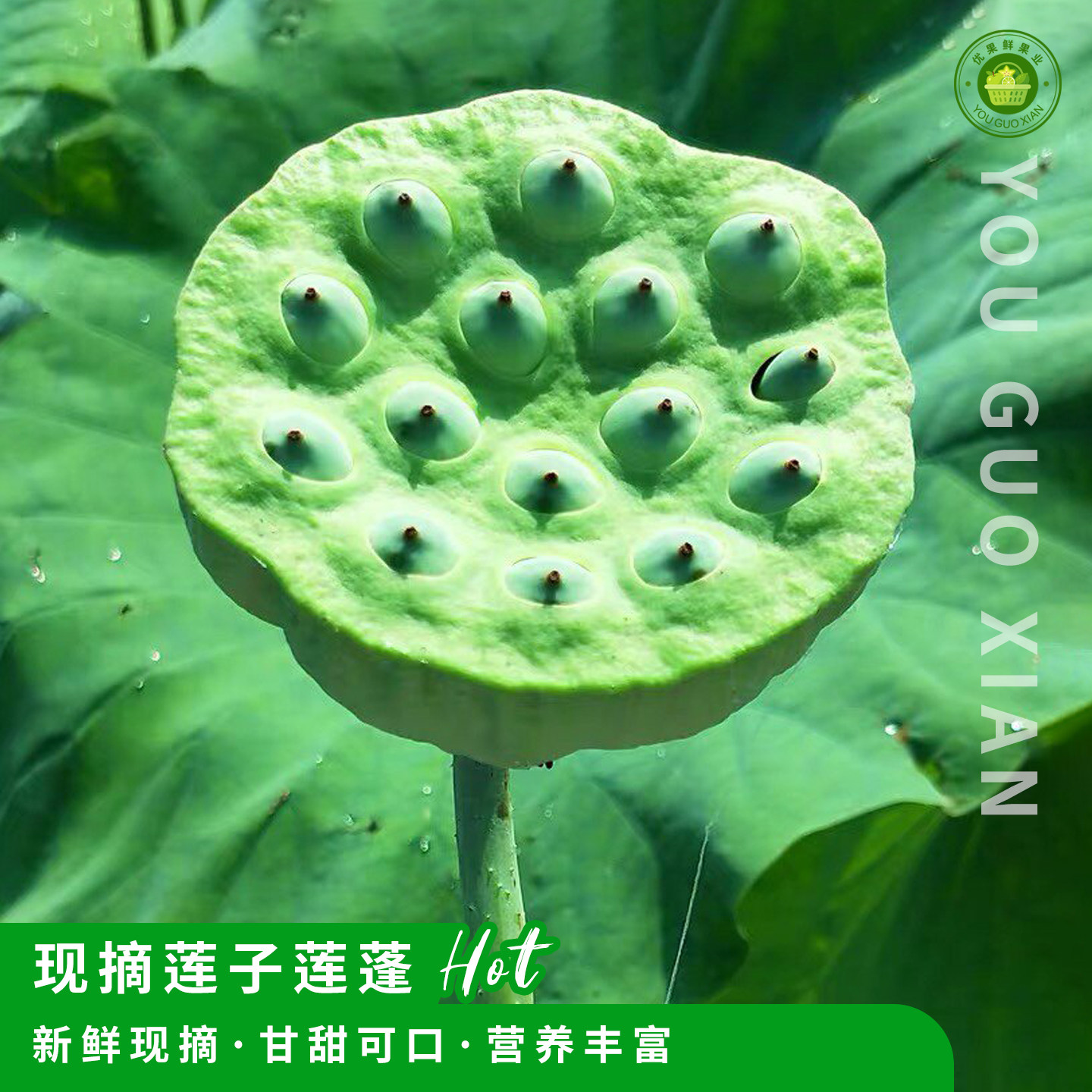 现摘莲子莲蓬，当季时令莲子米！