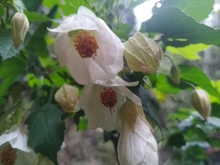 悬铃花苘麻风铃，多年生耐热木本花卉植物，多季开花