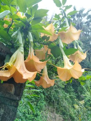 黄花大花木本曼陀罗，木本观花植物，庭院花卉，多季开花耐热耐晒