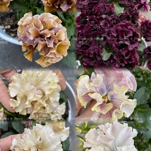 五只喵神仙堇 德古拉礼服复古色角堇三色堇盆栽