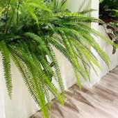 仿真绿植蕨类植物大肾蕨霸王蕨凤尾蕨波斯草垂挂别墅造景装 饰摆件