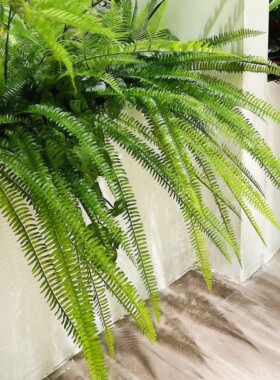仿真绿植蕨类植物大肾蕨霸王蕨凤尾蕨波斯草垂挂别墅造景装饰摆件