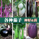 茄子种籽种苗绿长茄紫圆茄白罐茄烧烤茄春季 蔬菜杭茄红线茄孑秧苗