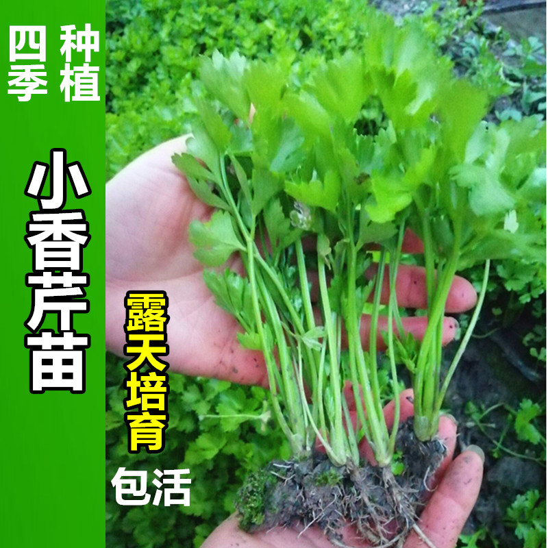 小香芹蔬菜苗野生马兰头菊花