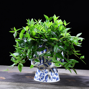 花镜钻石翡翠吊兰室内植物名贵家中电视柜旁边绿植好养活四季常青