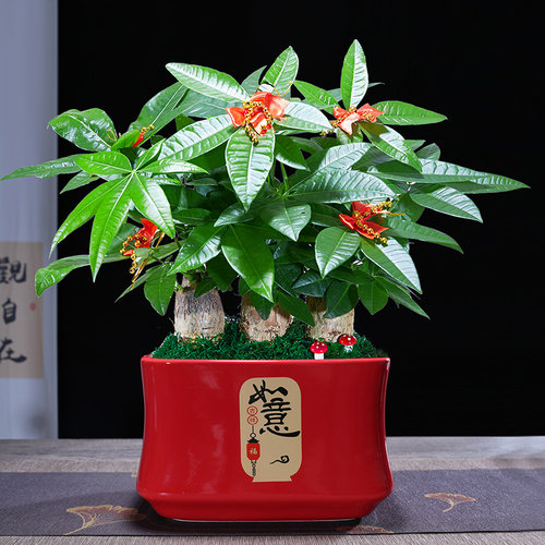 绿植大盆栽办公室店铺开业发财树