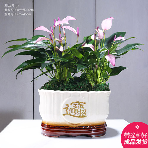紫掌带花齐祖香妃客厅桌面盆栽