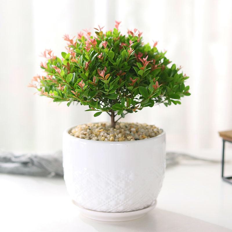 小叶赤楠盆栽盆景绿植黄杨金丝楠木好养客厅四季常青北欧简约植物