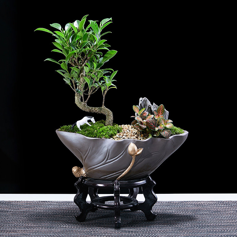 小叶榕树盆景造型绿植室内虎皮榕办公桌盆栽植物室内好养四季常青