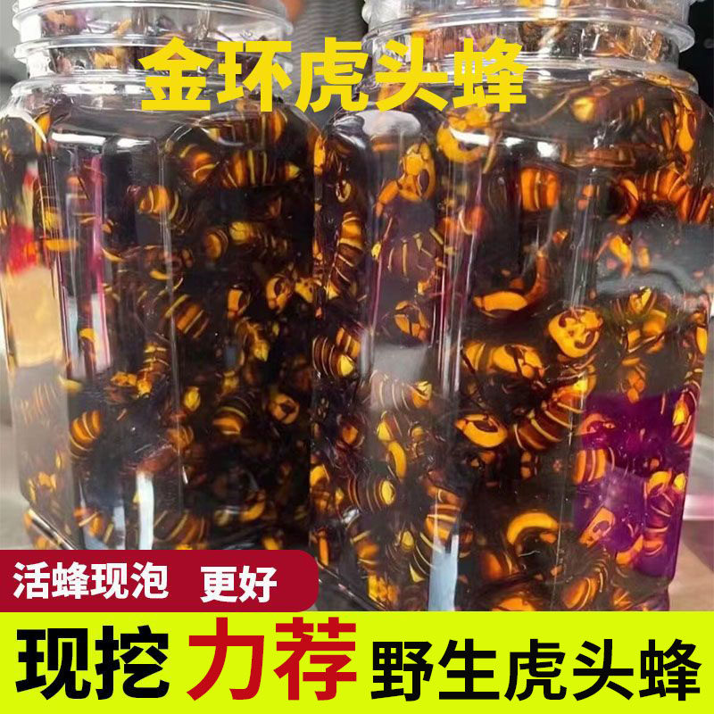 四川金环活蜂现泡野生胡蜂鲜活虎头蜂金环诱蜂水原材料