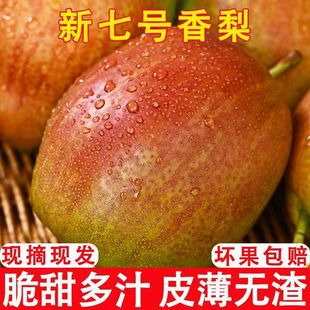 【产地直发】山东正宗阳信媚梨7号秋月现摘梨脆甜香妃梨孕妇香梨