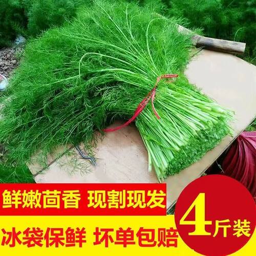 山东正宗当季茴香菜新鲜