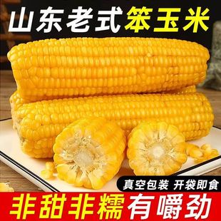 山东老品种笨玉米老玉米棒黄笨玉米越嚼越香真空即食有嚼劲代餐