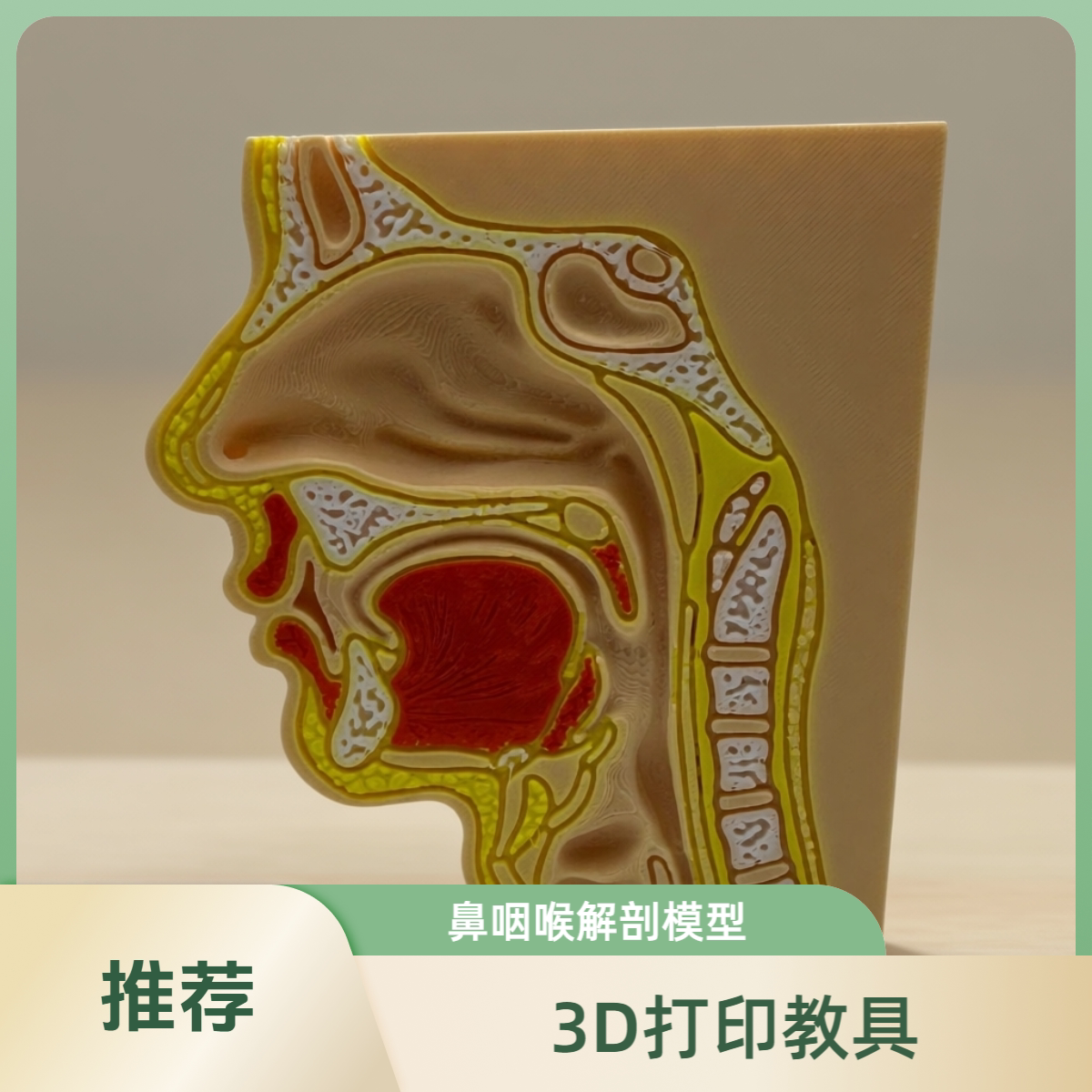 3D打印鼻咽解剖模型教学定制