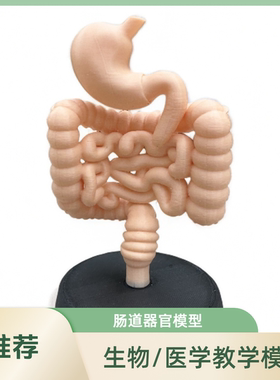 3D打印肠道模型解剖教学定制