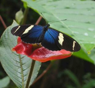蝶 拴袖 sara 未展翅原蝶A1 进口真蝴蝶标本 Heliconius
