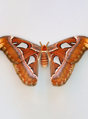 乌桕大蚕蛾Attacus Atlas Snake Head未展翅标本原蝶 三角包发出