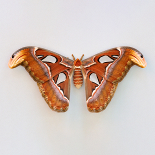 乌桕大蚕蛾Attacus Atlas Snake Head未展翅标本原蝶 三角包发出