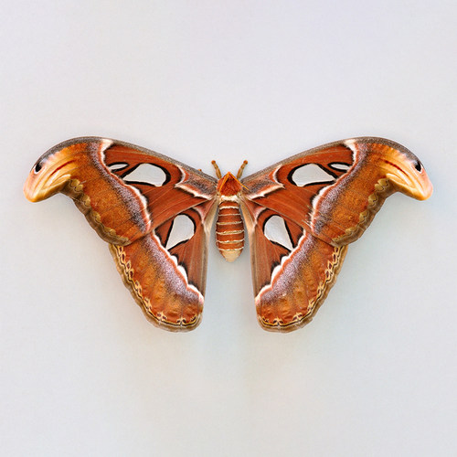乌桕大蚕蛾Attacus Atlas Snake Head未展翅标本原蝶 三角包发出