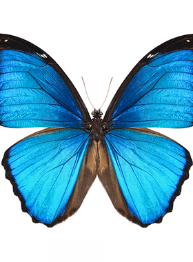 西方蓝闪蝶 Morpho Menelaus Occidentalis 未展翅原蝶 G030
