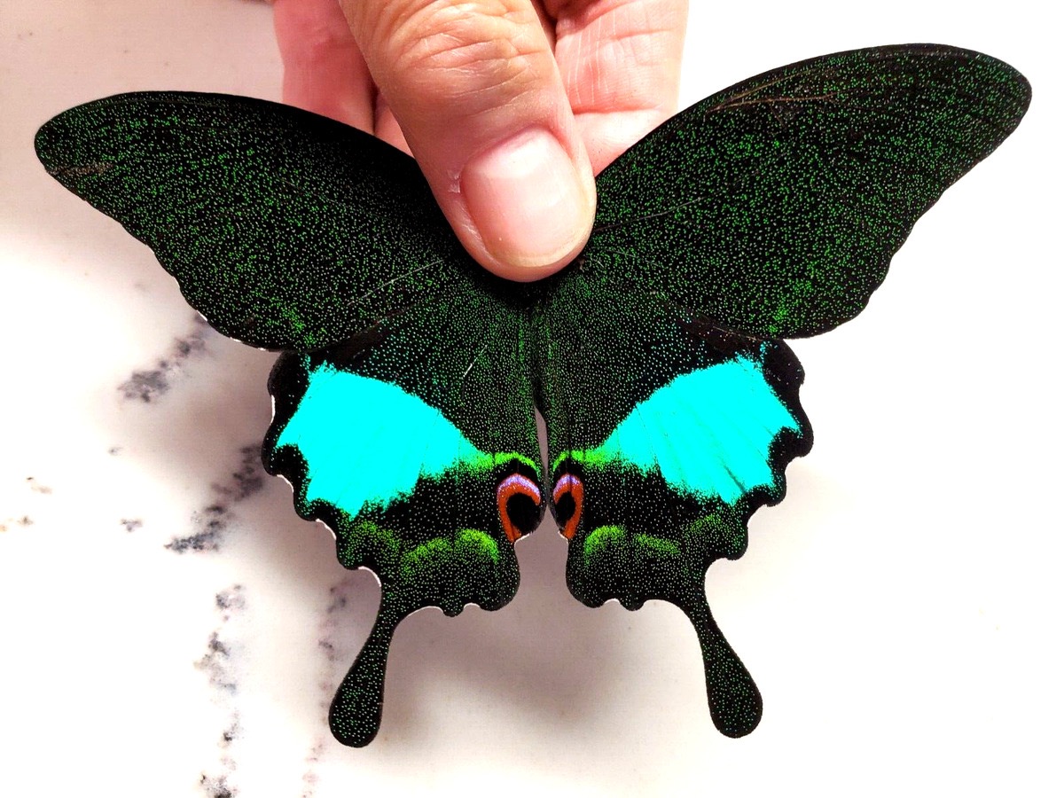 卡尔娜翠凤蝶 Papilio karna karna 未展翅原蝶 J001