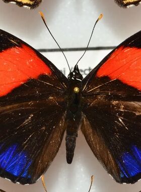 Callicore cajetani 联珠图蛱蝶  B021C002 未展翅原蝶