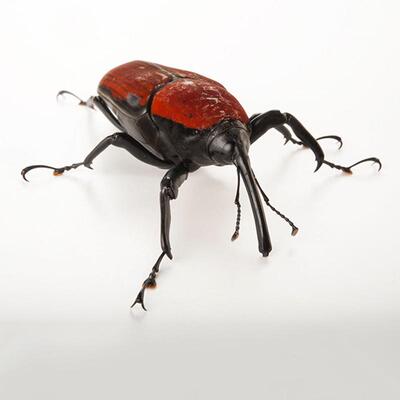 红将军巨木象甲 macrochirus praetor 未整姿原虫 A1/A-