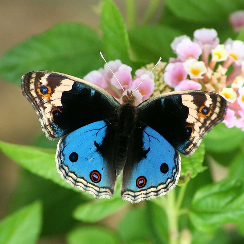 翠蓝眼蛱蝶 进口真蝴蝶标本未展翅原蝶 Junonia orithya A1/A-