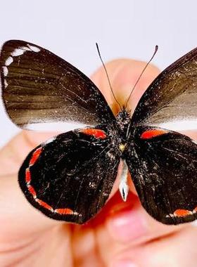 卡洛斑粉蝶  Delias caroli C007 未整姿原蝶真蝴蝶标本