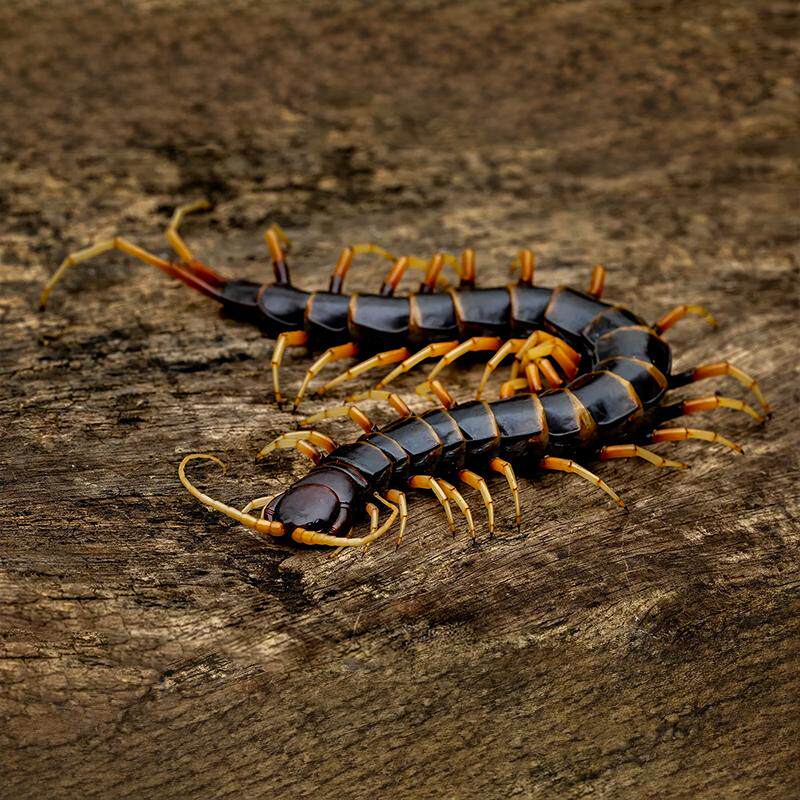 秘鲁白脚蜈蚣 cientipies 未整姿原虫 a1/a